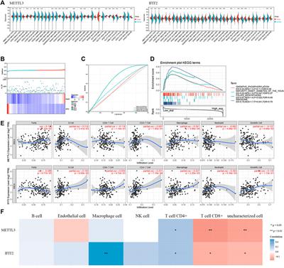 METTL3/m6A/IFIT2 regulates proliferation, invasion and immunity in esophageal squamous cell carcinoma